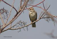 Lark Sparrow May 07 Field Trip 
